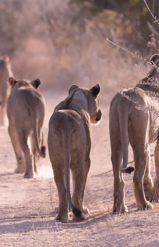 Pride of lions walking on dusty savanna path at golden hour, Horizon by Ongava, Etosha National Park, Namibia