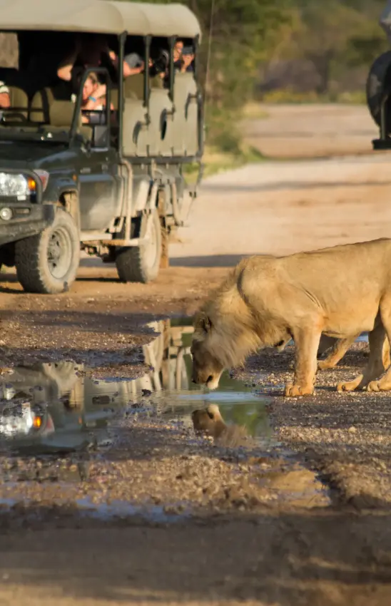 Lion drinking from waterhole beside safari vehicle with guests, Horizon by Ongava, Etosha National Park, Namibia