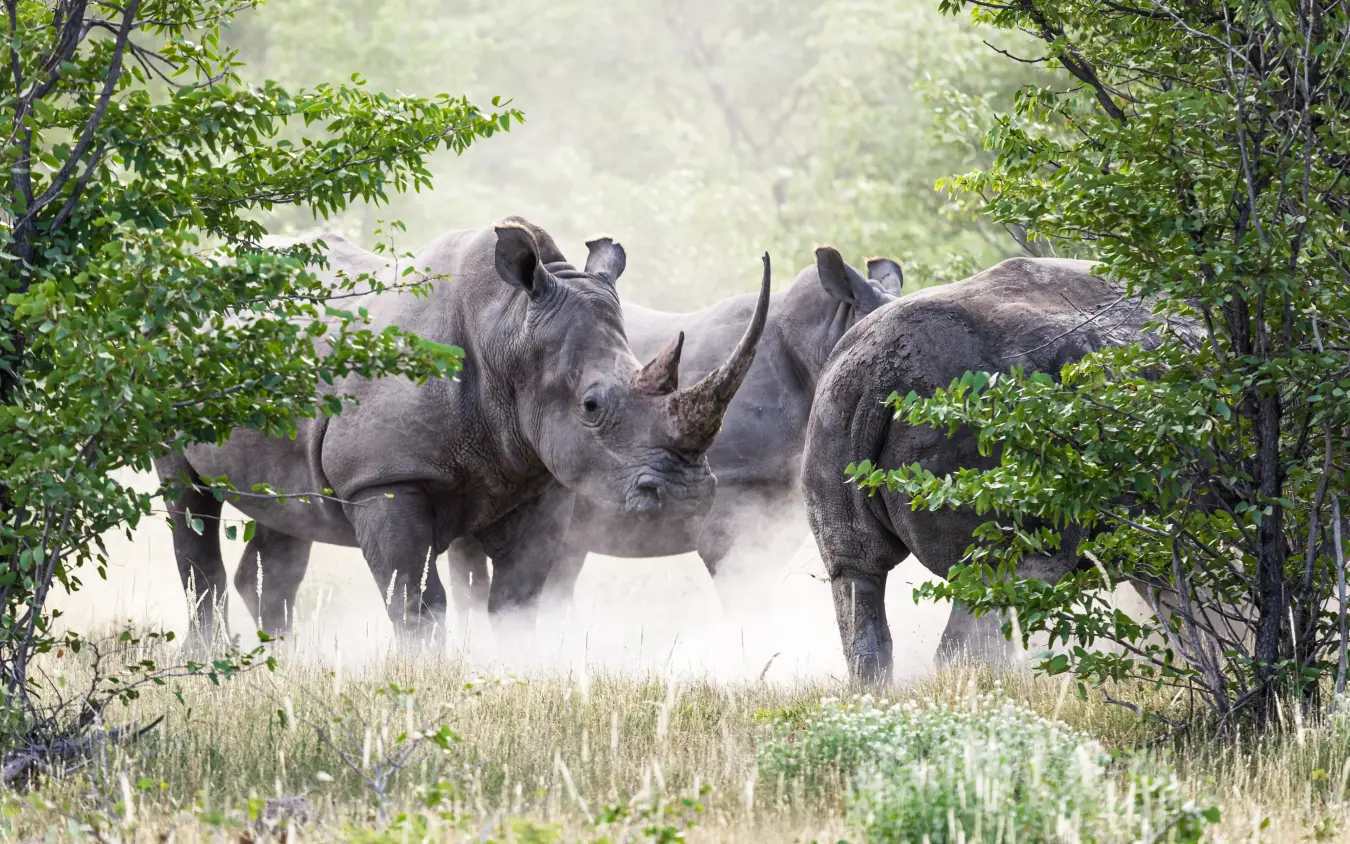 Rhino family browsing vegetation in dusty savanna woodland, Horizon by Ongava, Etosha National Park, Namibia