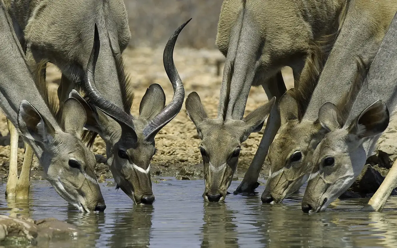 Herd of antelope drinking from waterhole at ground level, Horizon by Ongava, Etosha National Park, Namibia