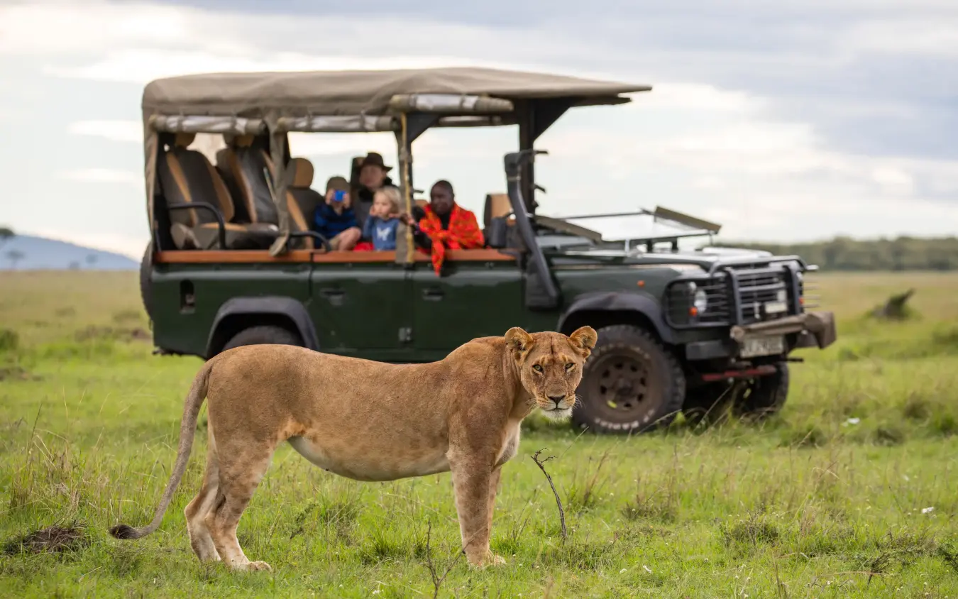 Lioness standing in grassland near safari vehicle with guests, House In The Wild, Maasai Mara, Kenya