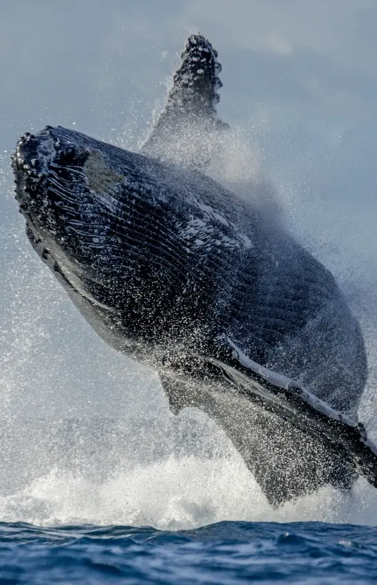Humpback whale breaching dramatically from ocean water