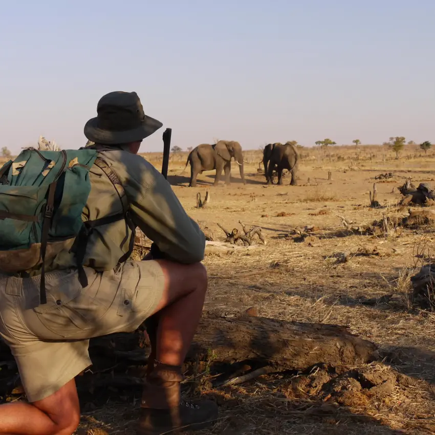 Guest on walking safari observing elephants in savanna, Hwange Bush Camp, Hwange National Park, Zimbabwe