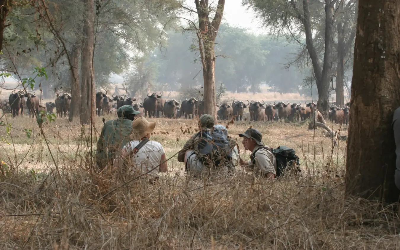Guests observing elephant herd from ground level in woodland, Hwange Bush Camp, Hwange National Park, Zimbabwe