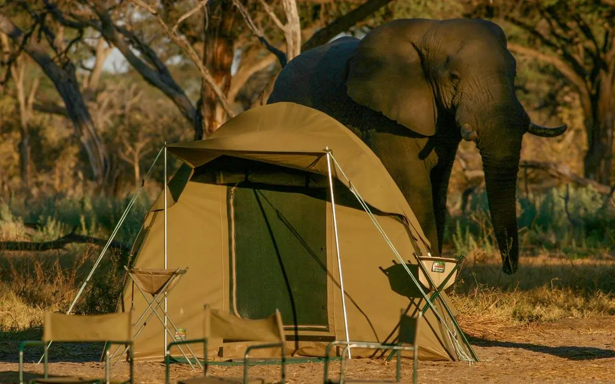 Safari tent camp with elephant approaching in afternoon light, Hwange Bush Camp, Hwange National Park, Zimbabwe