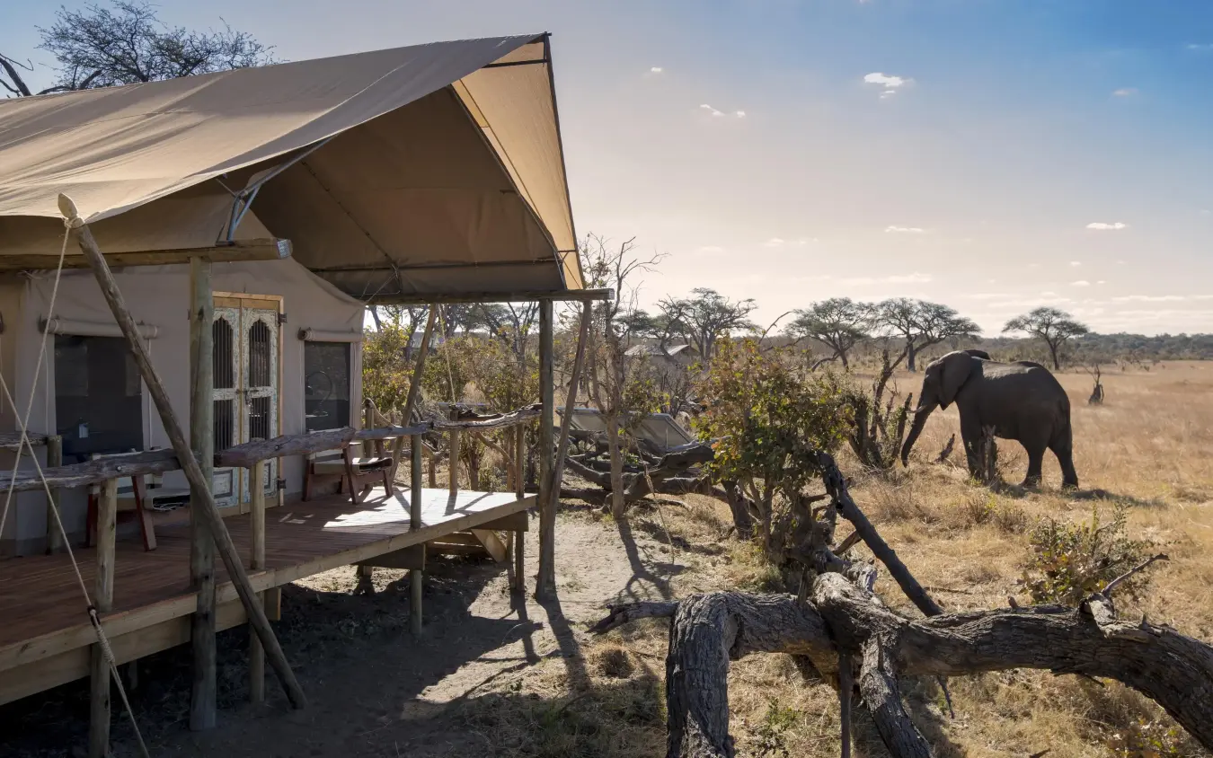 Safari tent lodge with elephant walking nearby in savanna, Somalisa Expeditions, Hwange National Park, Zimbabwe