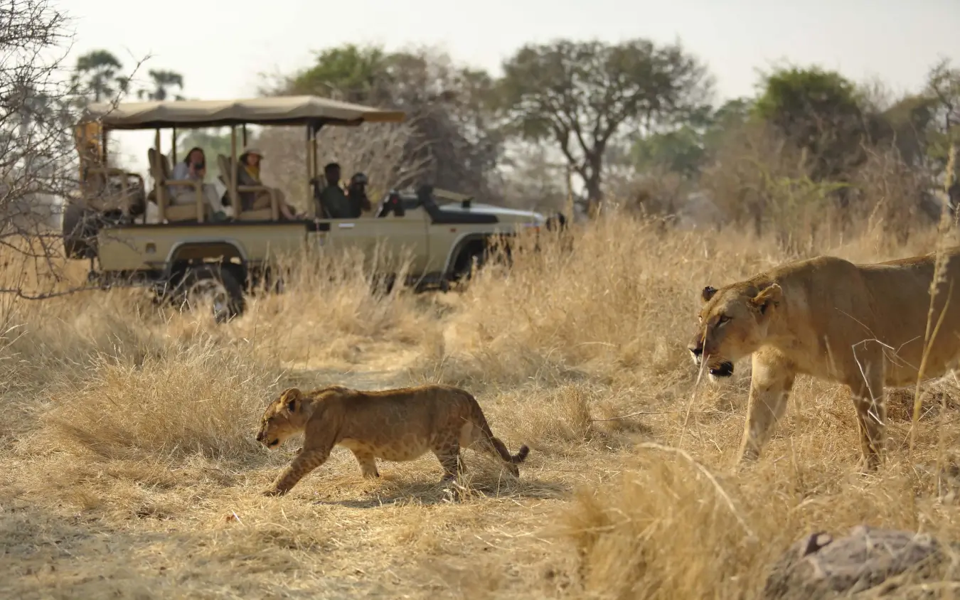 Lions crossing savanna with safari vehicle and guests observing, Ikuka Safari Camp, Ruaha National Park, Tanzania