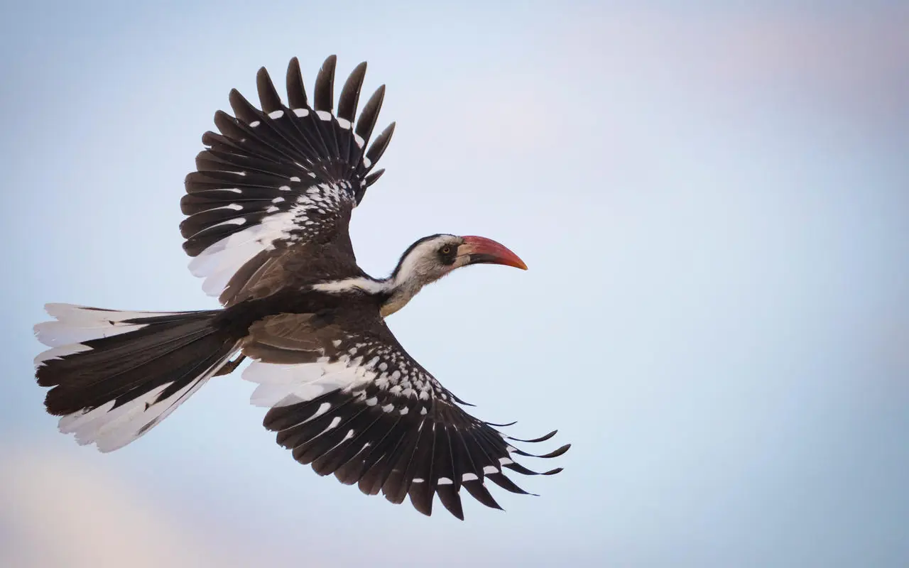 African bird in flight against clear blue sky, Ikuka Safari Camp, Ruaha National Park, Tanzania