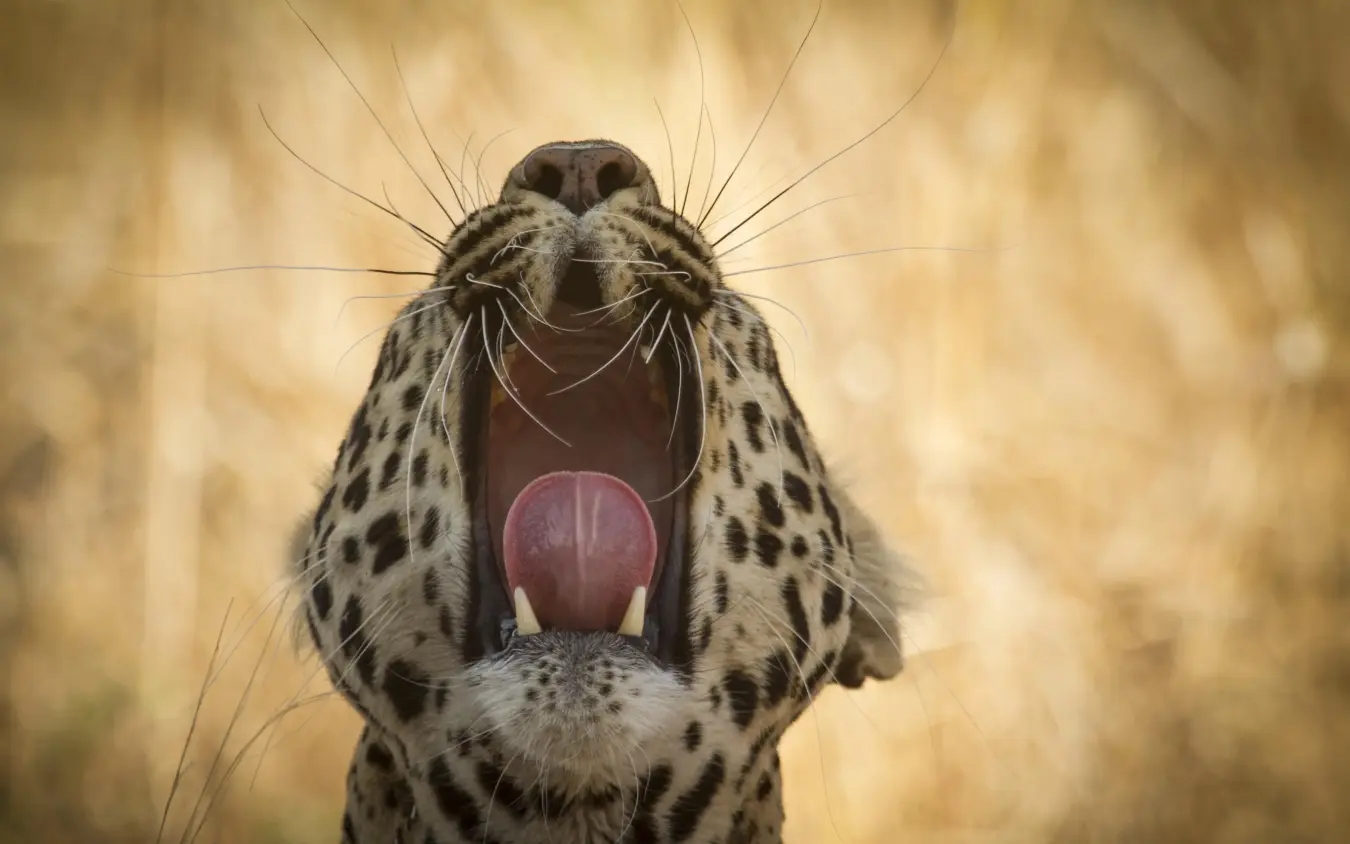 Spotted leopard yawning with mouth wide open, Ikuka Safari Camp, Ruaha National Park, Tanzania