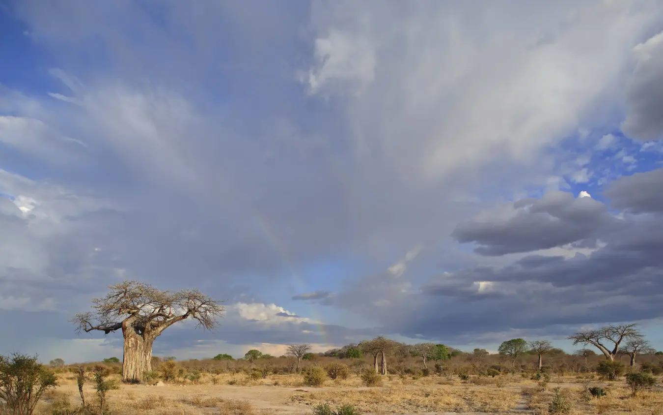 African savanna with baobab trees and dramatic sky, Jabali Private House, Ruaha National Park, Tanzania