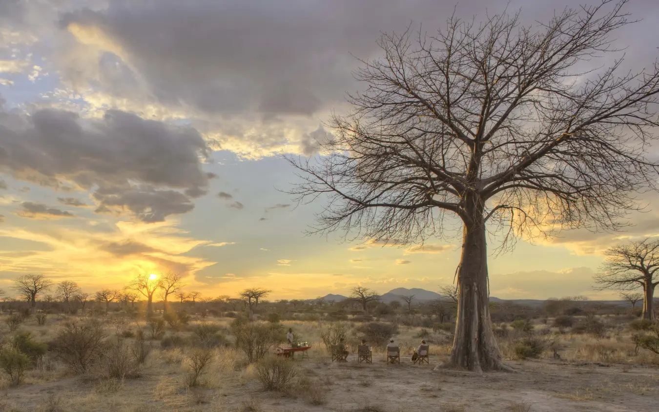 Baobab tree at sunset with wildlife gathering beneath, Jabali Private House, Ruaha National Park, Tanzania