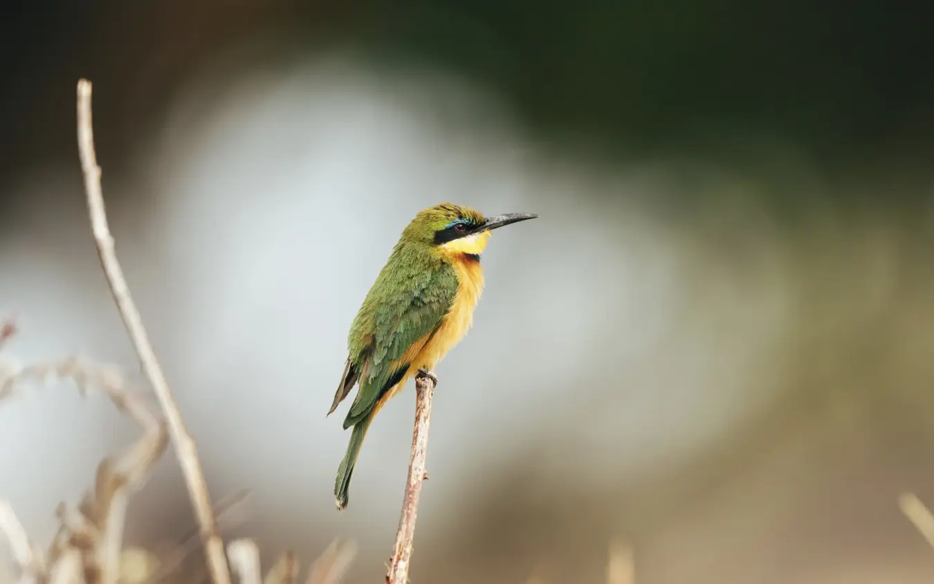 Small green and yellow bird perched on thin branch, Jabali Private House, Ruaha National Park, Tanzania