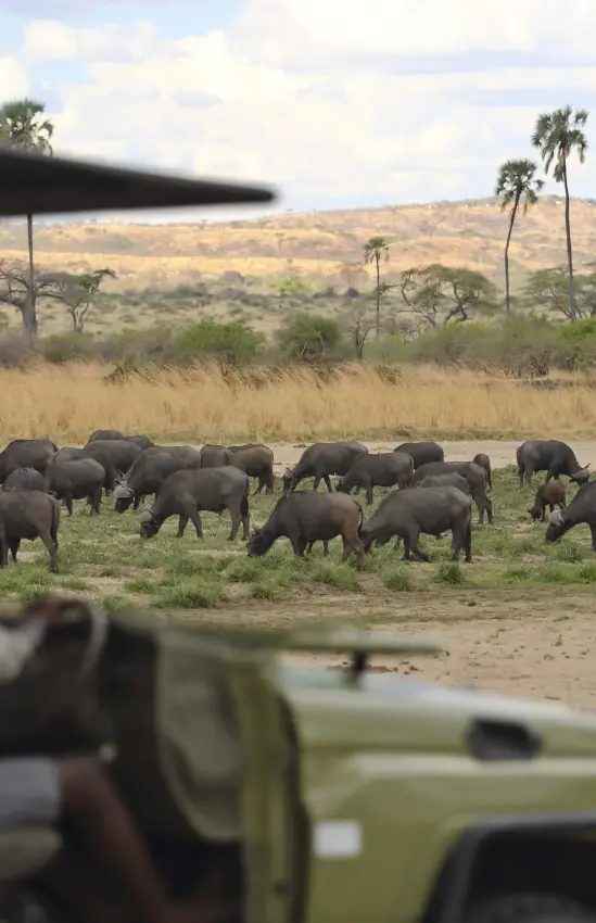 Herd of elephants grazing in savanna from safari vehicle, Ruaha National Park, Tanzania