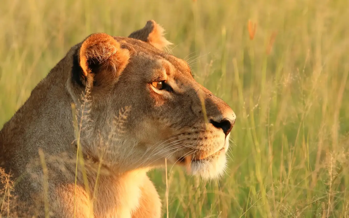 Lioness profile in golden grassland at sunset, Jack’s Camp, Makgadikgadi Pans, Botswana