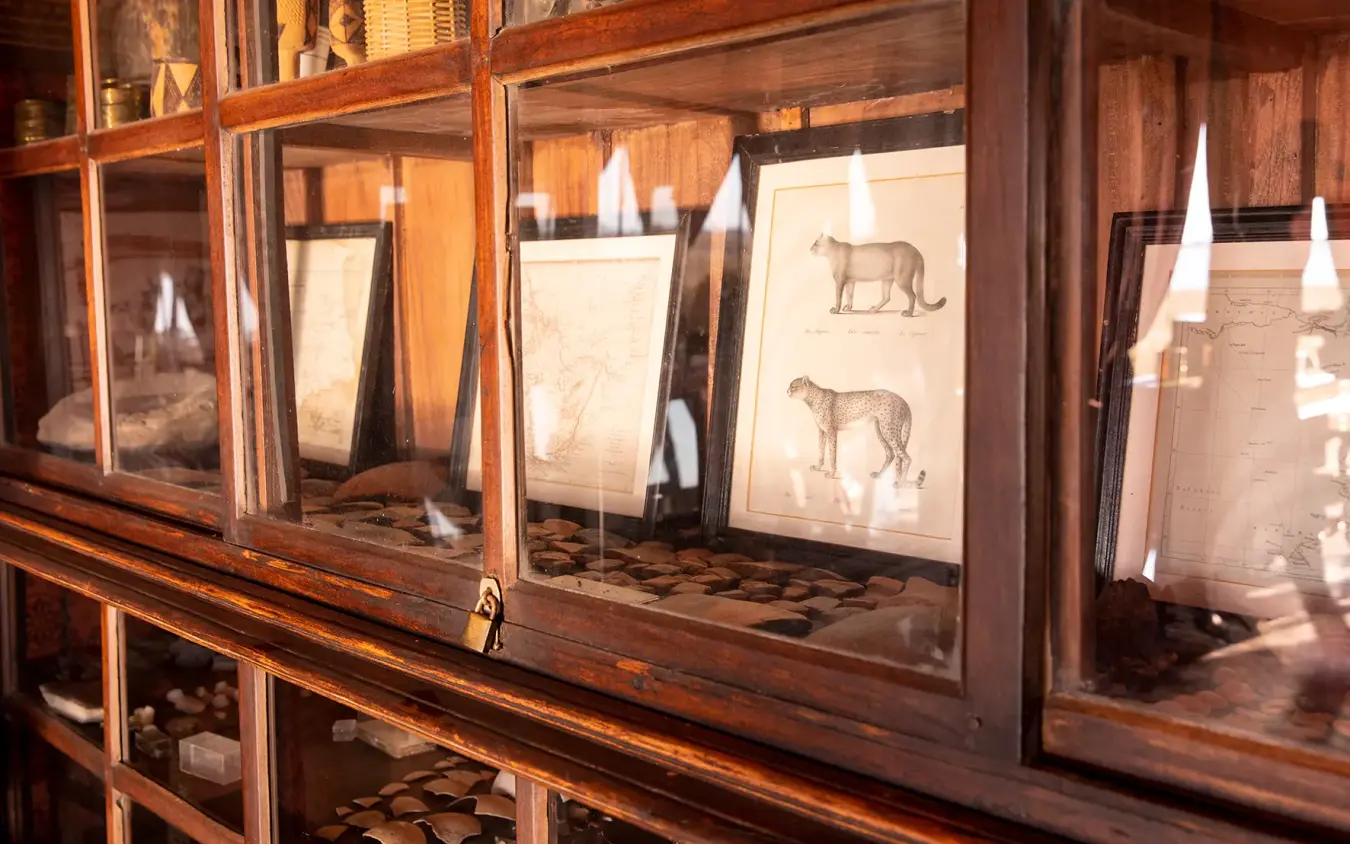 Wooden museum cabinet displaying historical animal sketches and specimens, Jack’s Camp, Makgadikgadi Pans, Botswana