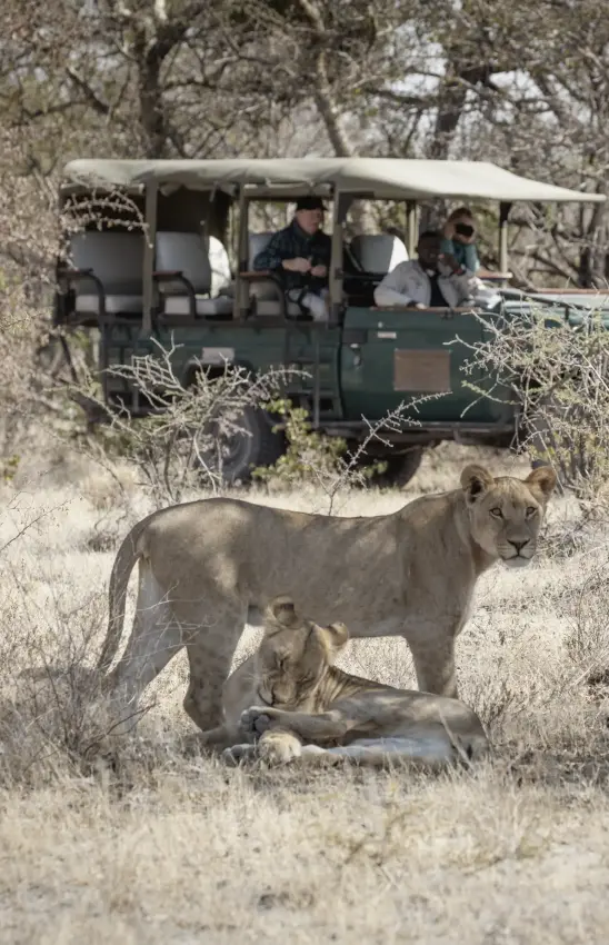 Safari vehicle with tourists viewing lions in natural habitat, Makgadikgadi Pans, Botswana