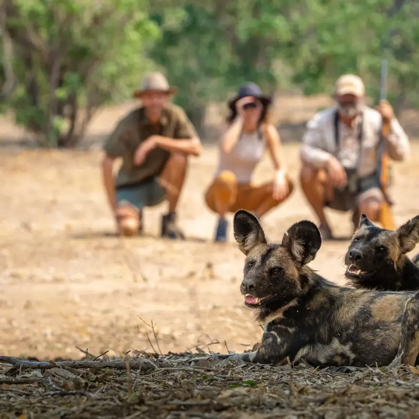 Guides observe African wild dogs resting on ground, Mana Pools, Zimbabwe