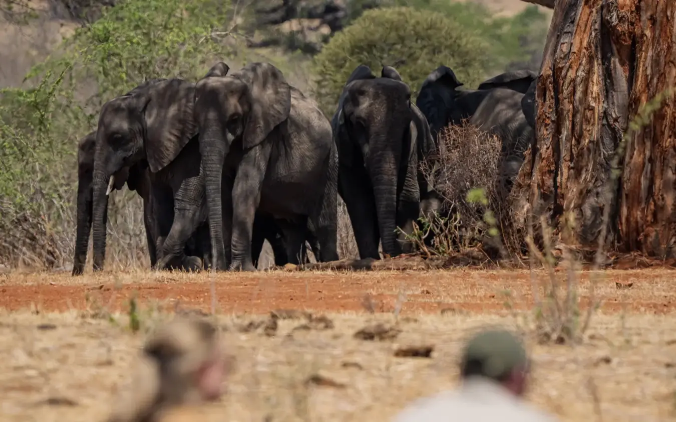 Elephant herd walking on dusty ground near acacia trees, Jongomero Bush Manor, Ruaha National Park, Tanzania
