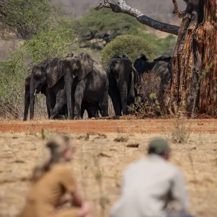 Elephant herd walking on dusty ground near acacia trees, Jongomero Bush Manor, Ruaha National Park, Tanzania