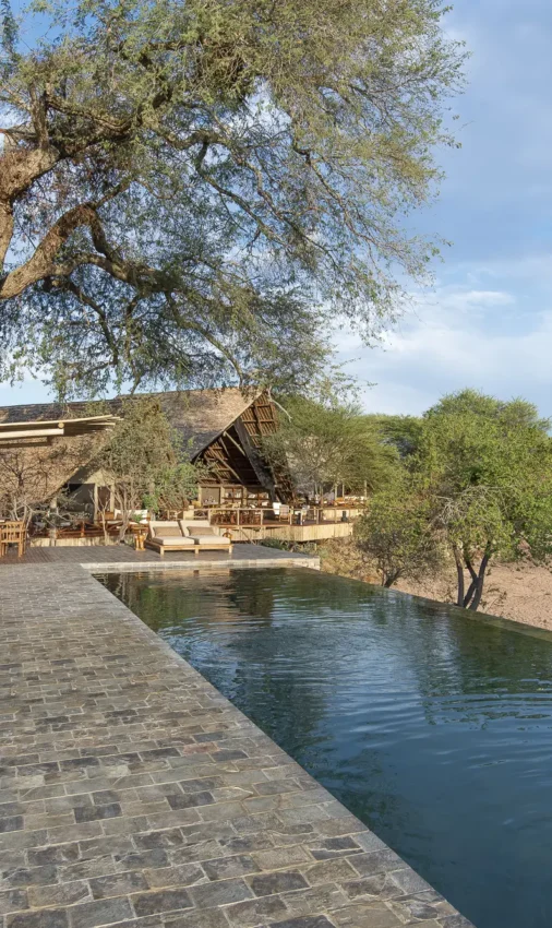 Infinity pool with loungers overlooking waterhole and acacia trees at safari lodge, Jongomero Bush Manor, Ruaha National Park, Tanzania