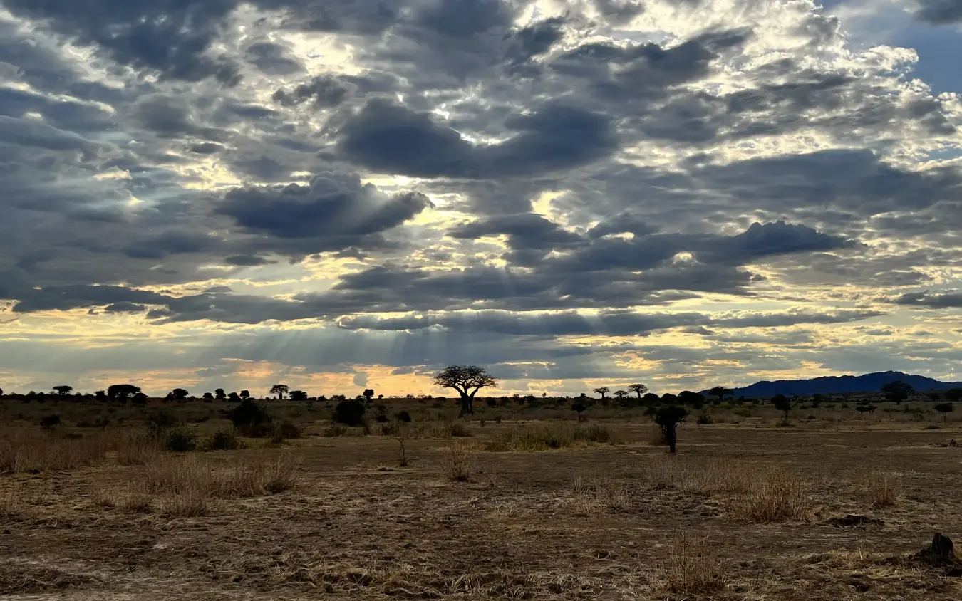 Acacia tree standing alone in vast savanna grassland under dramatic cloudy sky, Jongomero Bush Manor, Ruaha National Park, Tanzania