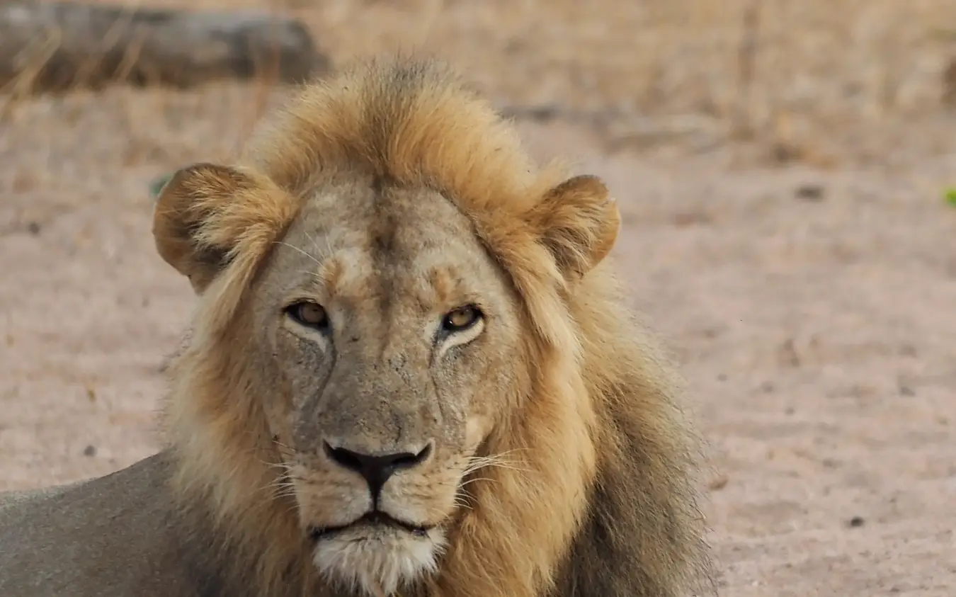 Young male lion resting on sandy ground in natural habitat, Jongomero Bush Manor, Ruaha National Park, Tanzania