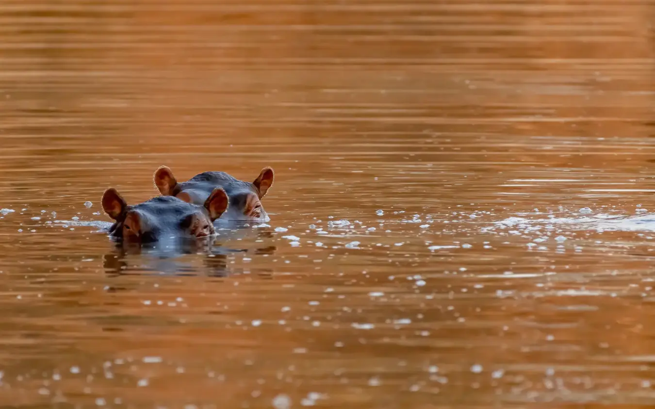 Hippopotamuses partially submerged in muddy river water, Jongomero Bush Manor, Ruaha National Park, Tanzania