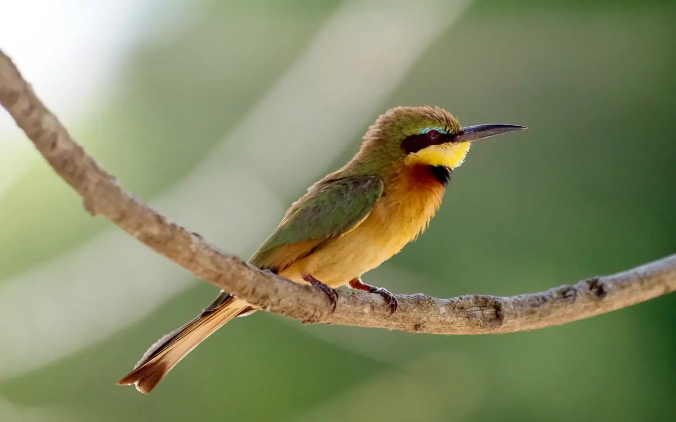 Bee-eater perched on branch with green blurred foliage background, Jongomero Bush Manor, Ruaha National Park, Tanzania