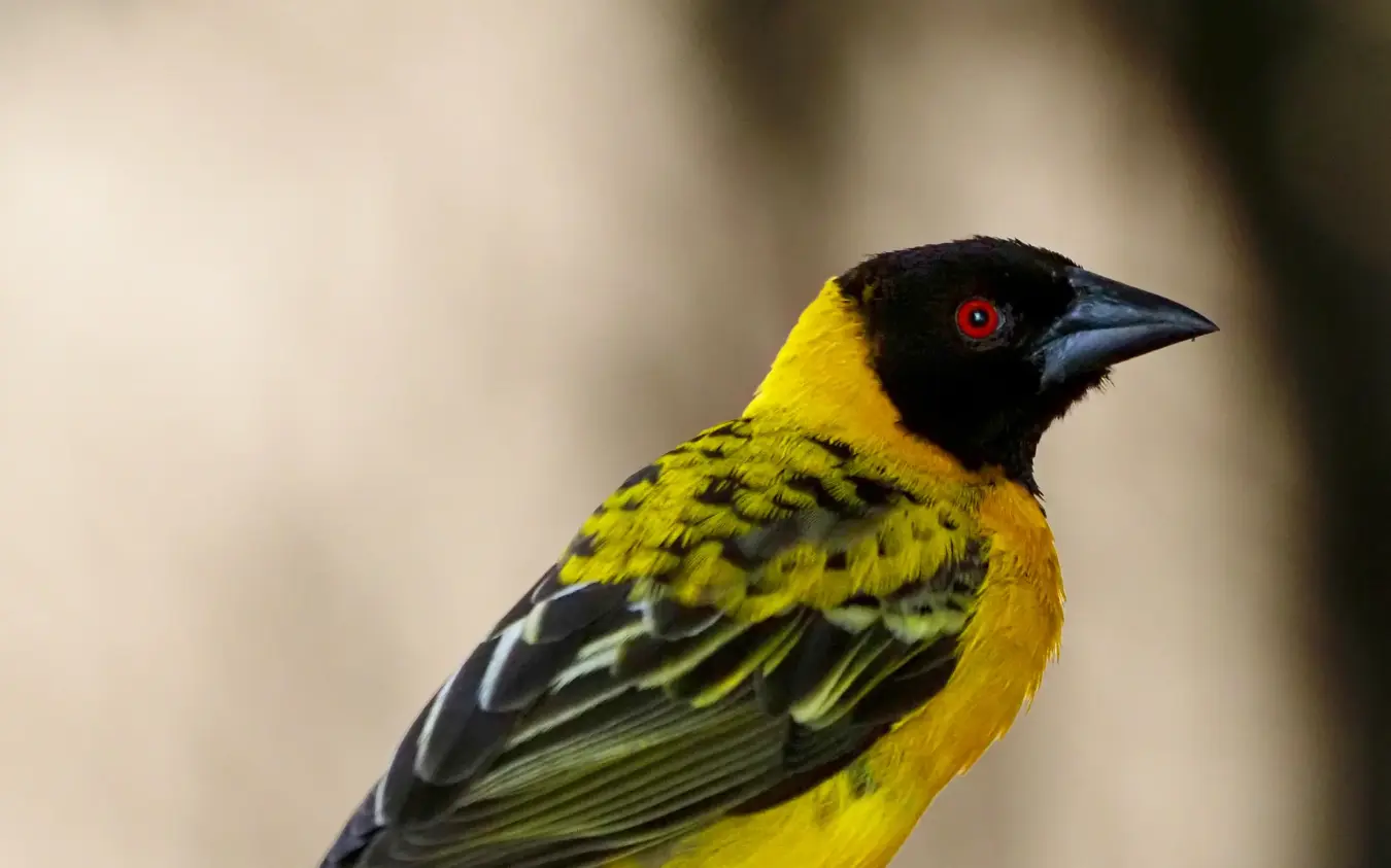 Colorful weaver bird perched in profile with red eye and black head markings, Jongomero Bush Manor, Ruaha National Park, Tanzania