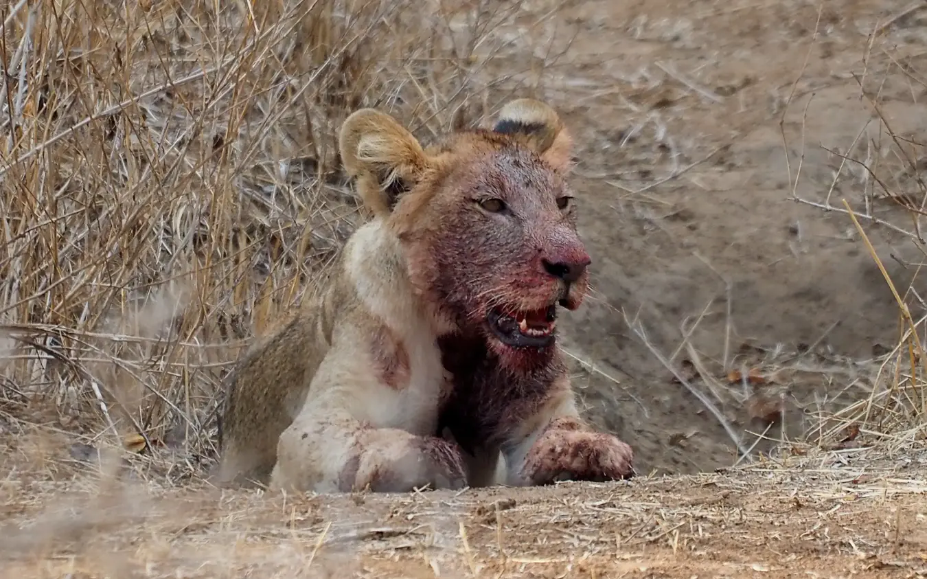 Lion resting in dry scrubland with sparse vegetation, Jongomero Bush Manor, Ruaha National Park, Tanzania