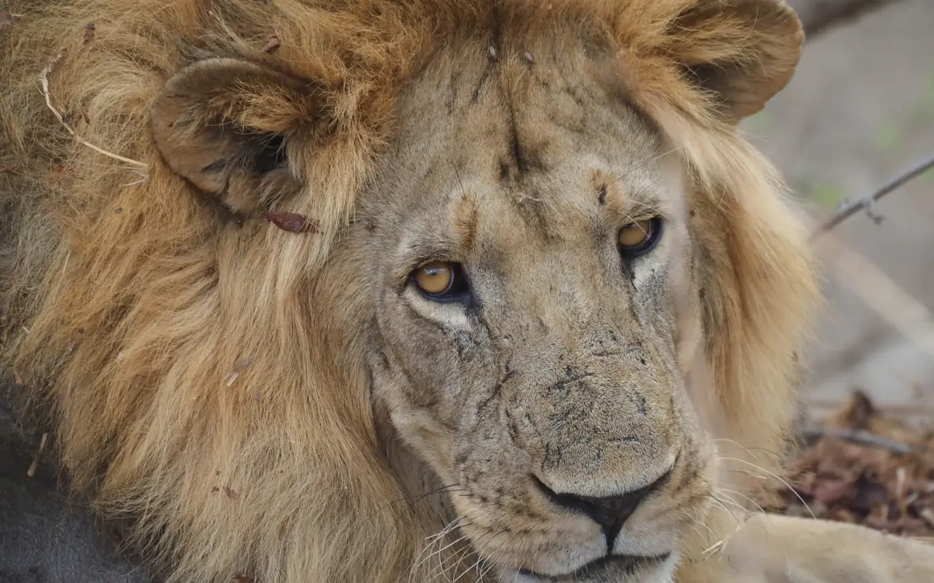 Male lion with full mane resting on ground during daytime, Jongomero Bush Manor, Ruaha National Park, Tanzania