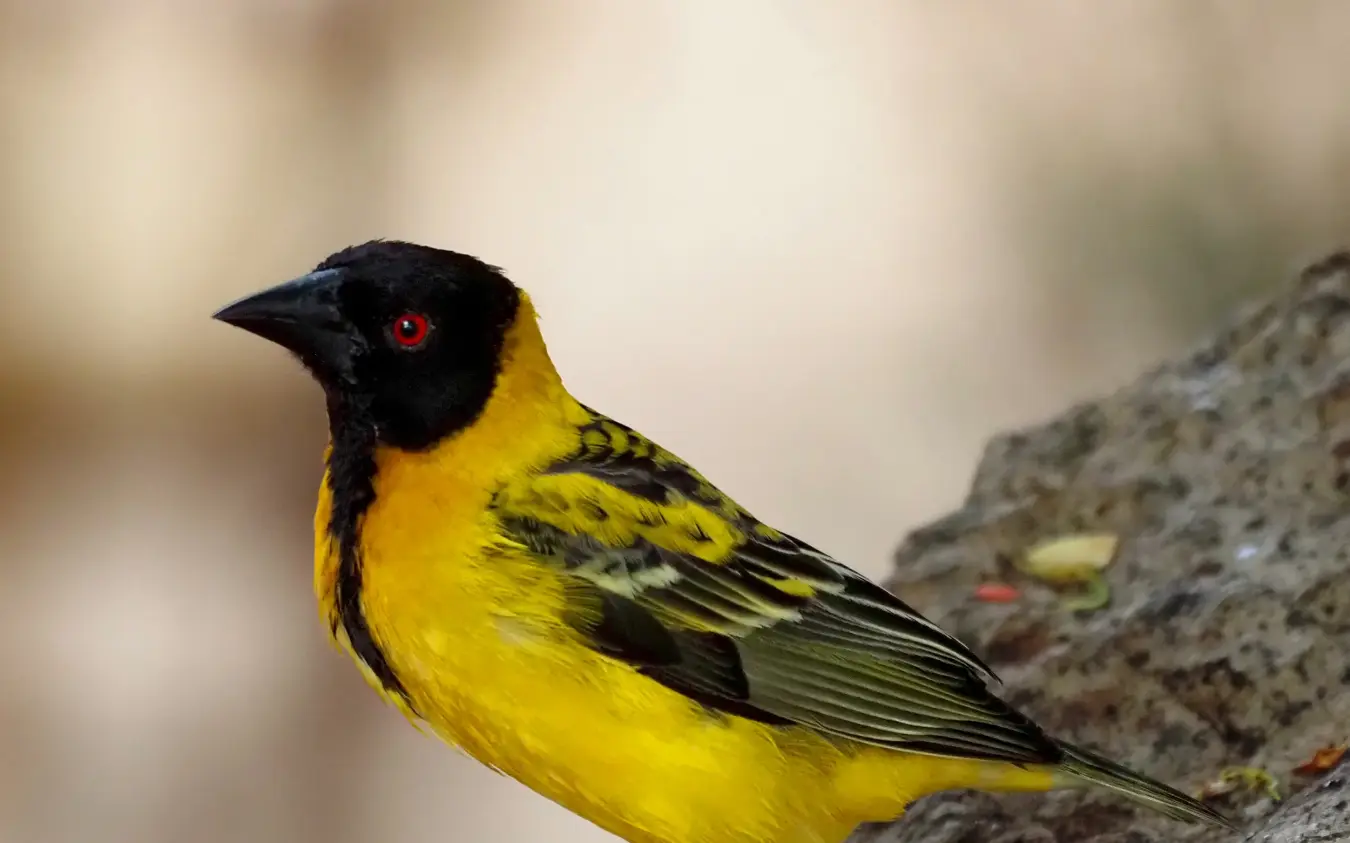 Striking black-headed weaver bird perched on gray rock with red eye, Jongomero Bush Manor, Ruaha National Park, Tanzania