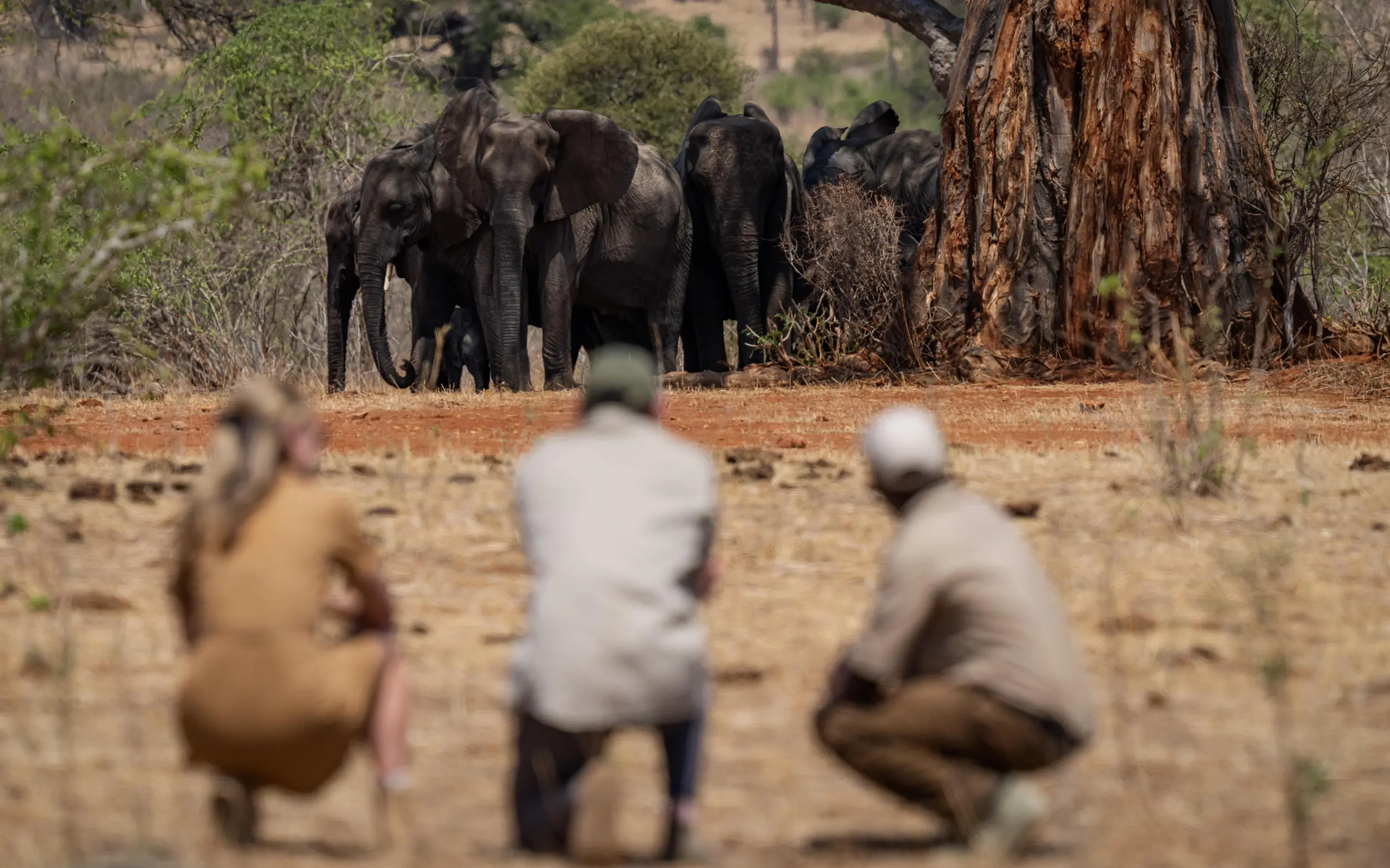 Guides observe elephant herd in natural savanna setting, Jongomero Camp, Ruaha National Park, Tanzania