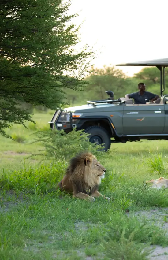 Safari vehicle with guests observing lion in grassland, Central Kalahari, Botswana