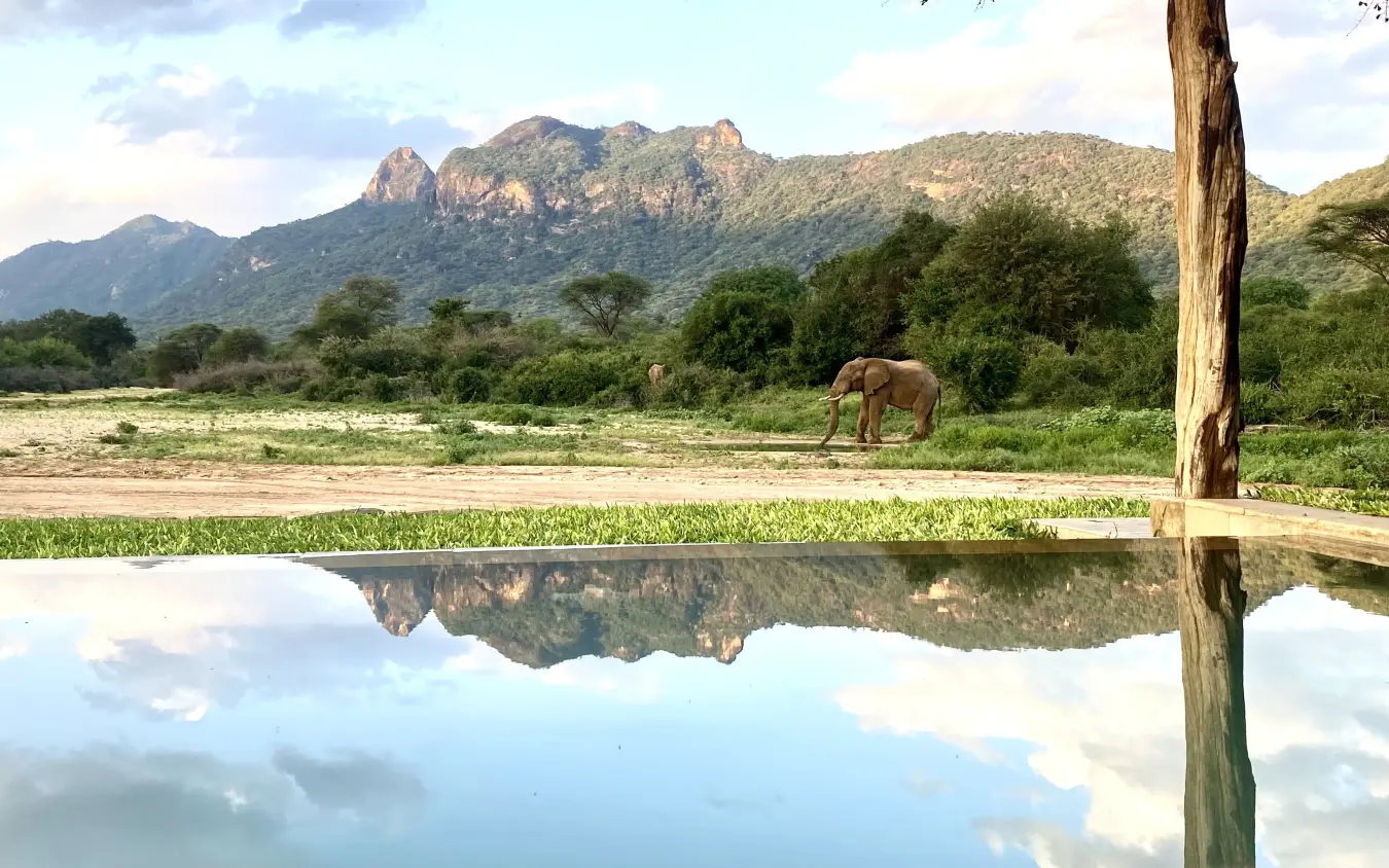Elephant walking across river valley with mountain backdrop, Kalepo Camp, Northern Kenya, Kenya