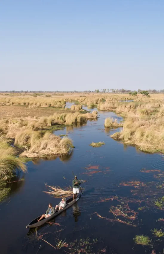 Guests poling traditional mokoro through papyrus wetland, Kanana, The Okavango Delta, Botswana