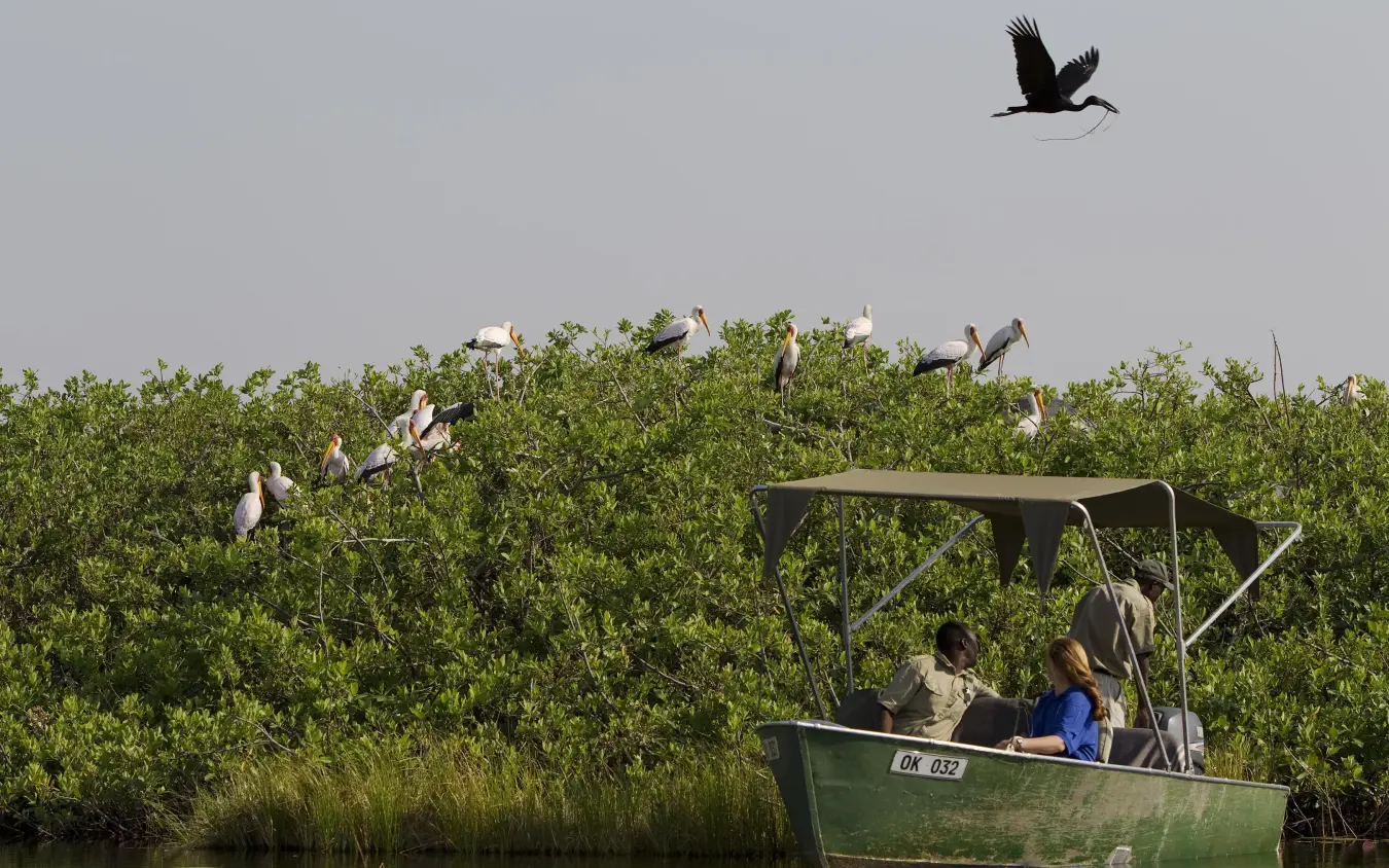 Guests in boat observing birds in mangrove wetland, Kanana, The Okavango Delta, Botswana