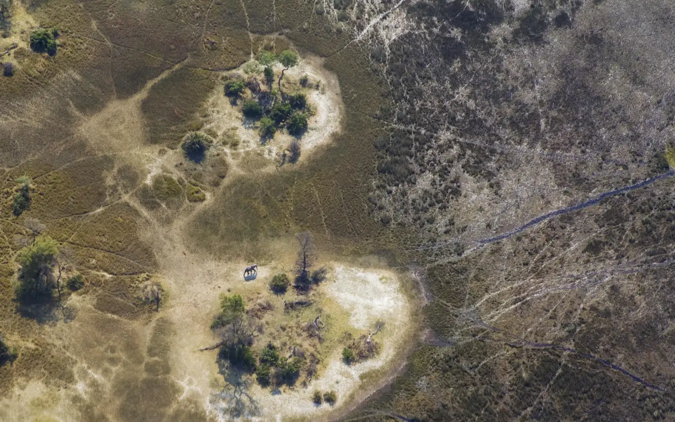 Aerial view of savanna landscape with scattered trees and clearings, Kanana, The Okavango Delta, Botswana
