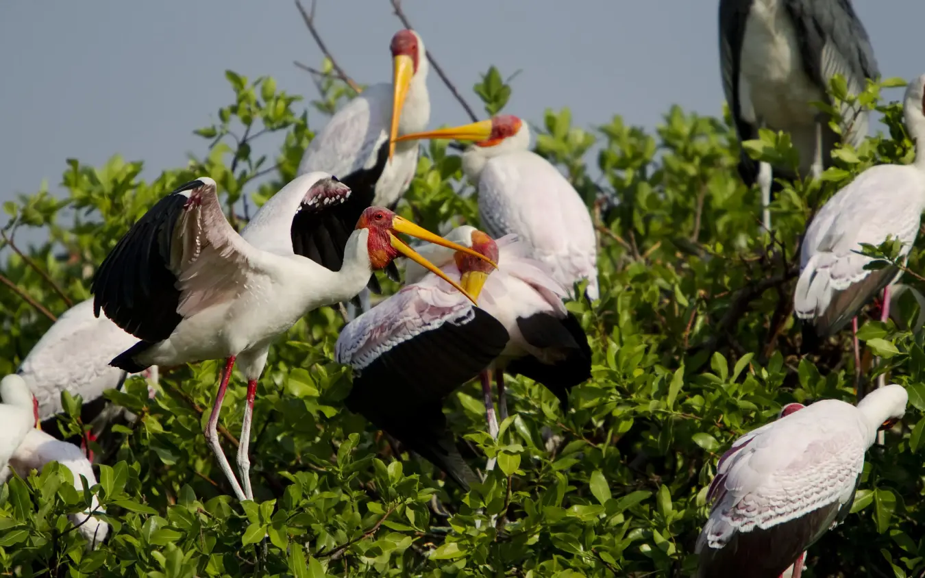 Flock of painted storks perched in mangrove vegetation, Kanana, The Okavango Delta, Botswana