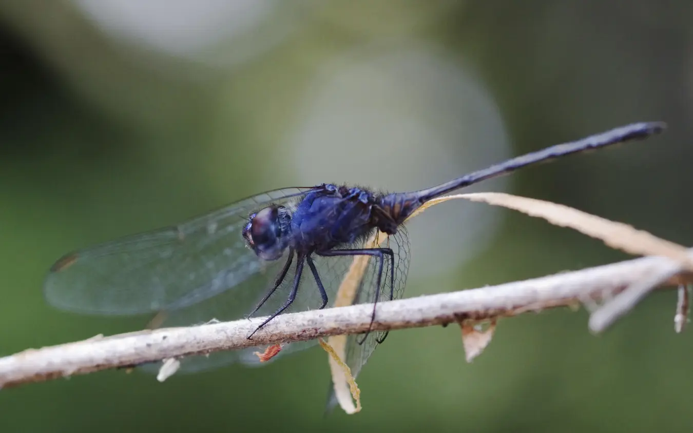 Blue dragonfly perched on thin branch closeup, Kanana, The Okavango Delta, Botswana