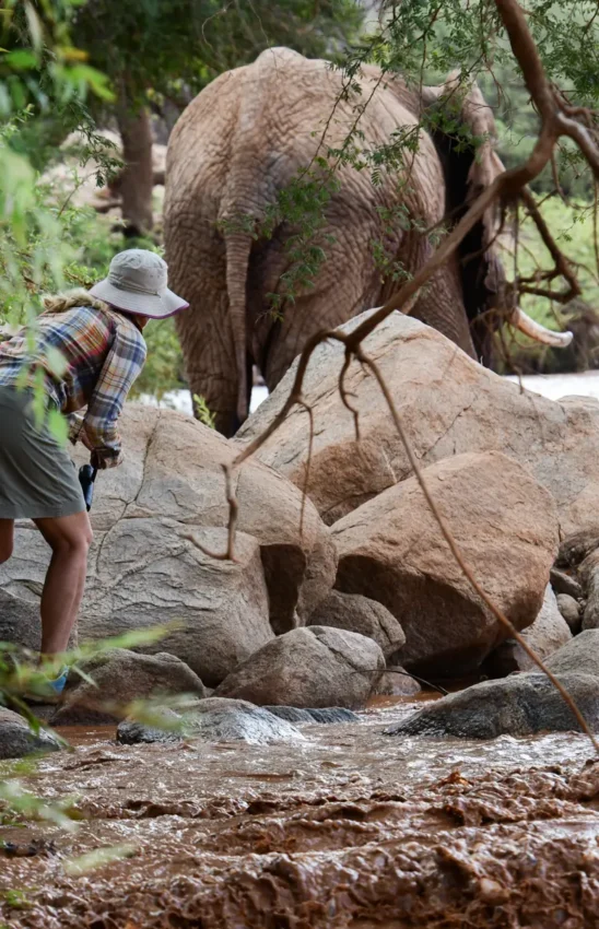 Guest observing elephant feeding on tree branches by river, Karisia Walking Safaris, Laikipia Highlands, Kenya
