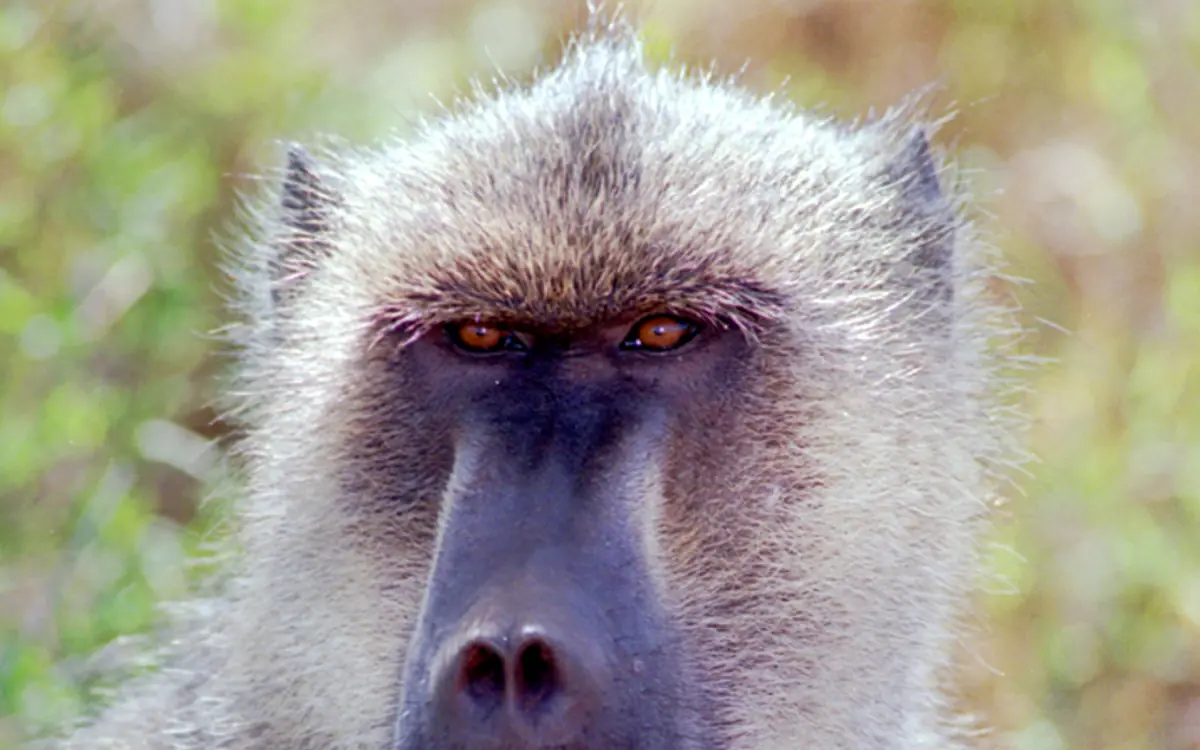 Close-up portrait of a baboon showing facial features and fur, Karisia Walking Safaris, Laikipia Highlands, Kenya