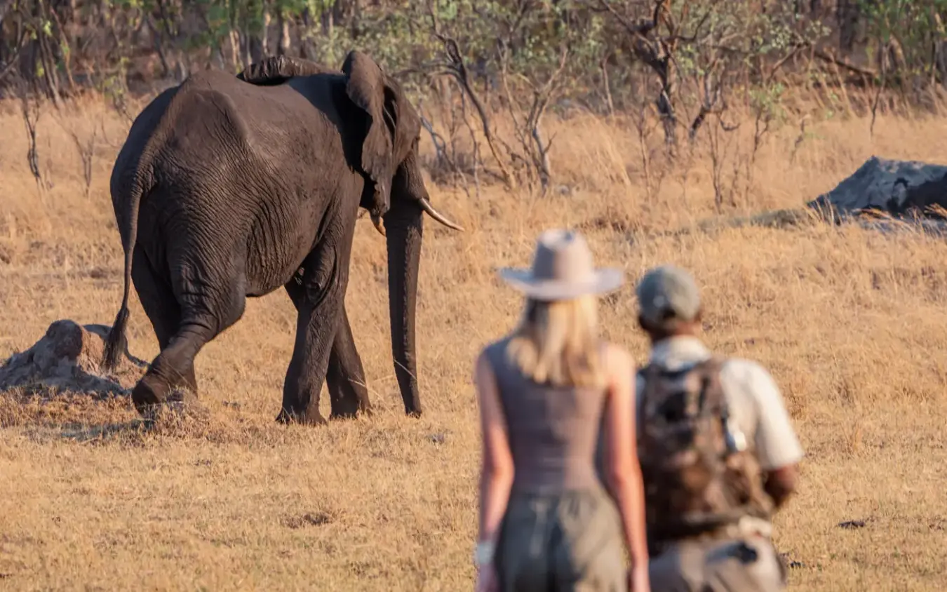 Elephant approaching two hikers on foot in dry grassland savanna, Khulu Bush Camp, Hwange National Park, Zimbabwe