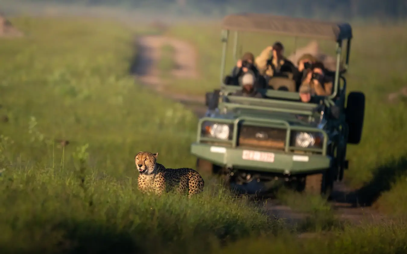 Cheetah standing in grassland while safari vehicle with tourists observes nearby, Khulu Bush Camp, Hwange National Park, Zimbabwe