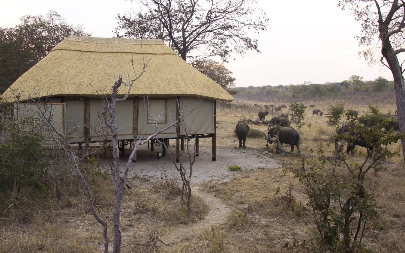 Thatched-roof lodge with elephants grazing in savanna woodland beyond, Khulu Bush Camp, Hwange National Park, Zimbabwe
