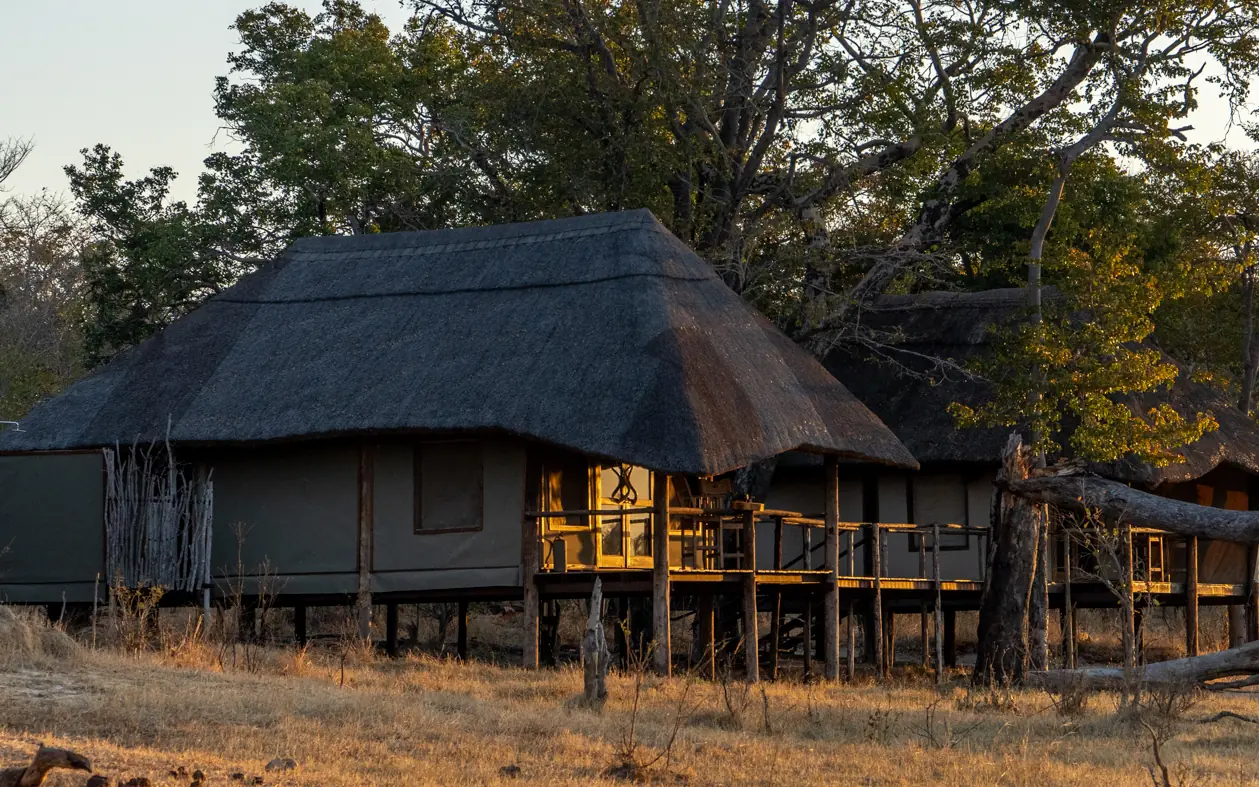 Thatched-roof lodge pavilions elevated on wooden stilts at dusk, Khulu Bush Camp, Hwange National Park, Zimbabwe