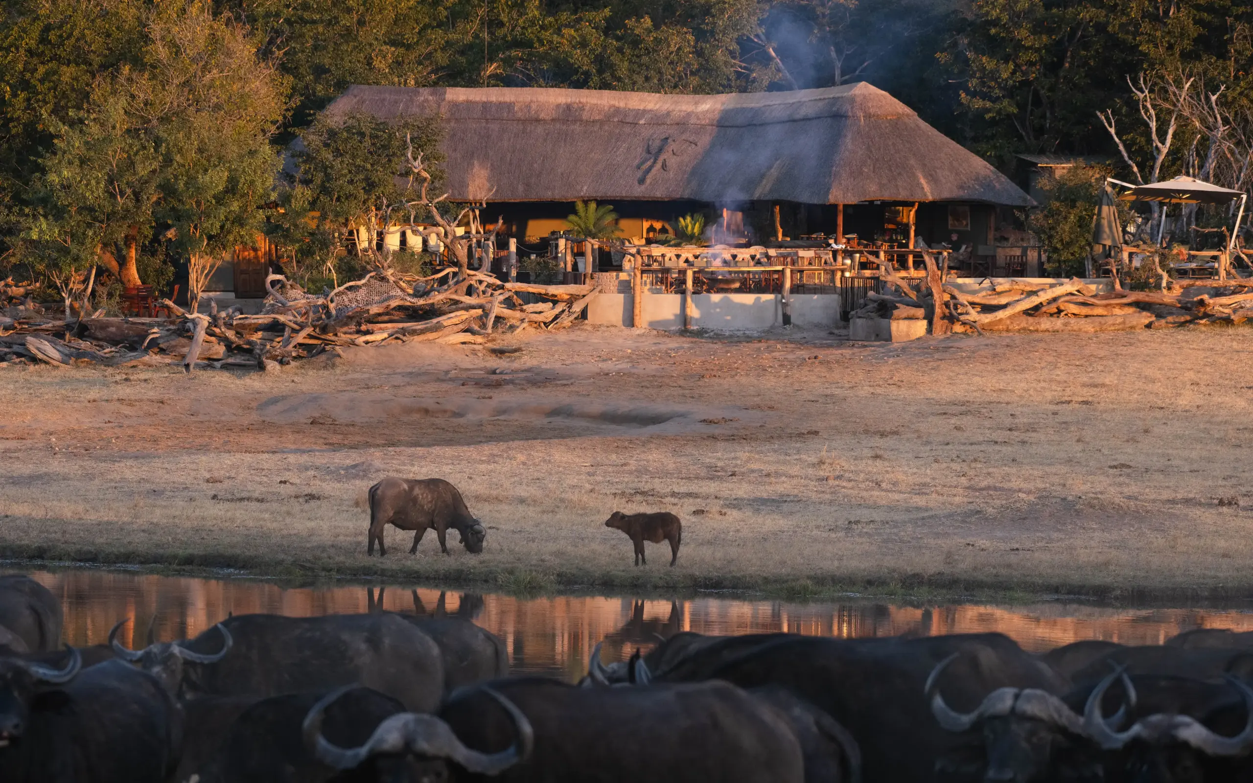 Cape buffalo at waterhole with safari lodge at sunset, Khulu Bush Camp, Hwange National Park, Zimbabwe