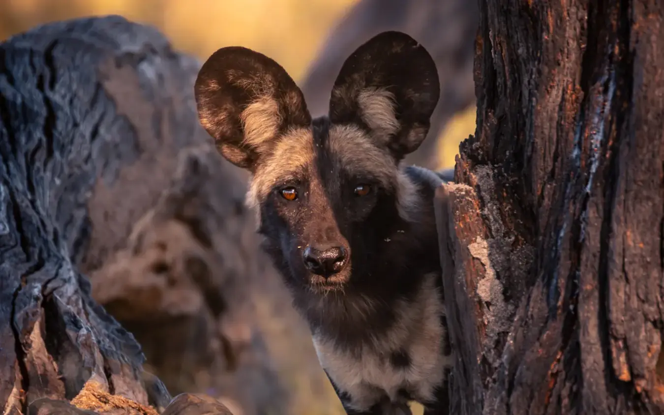 African wild dog peering between weathered tree trunks at dusk, Khulu Bush Camp, Hwange National Park, Zimbabwe