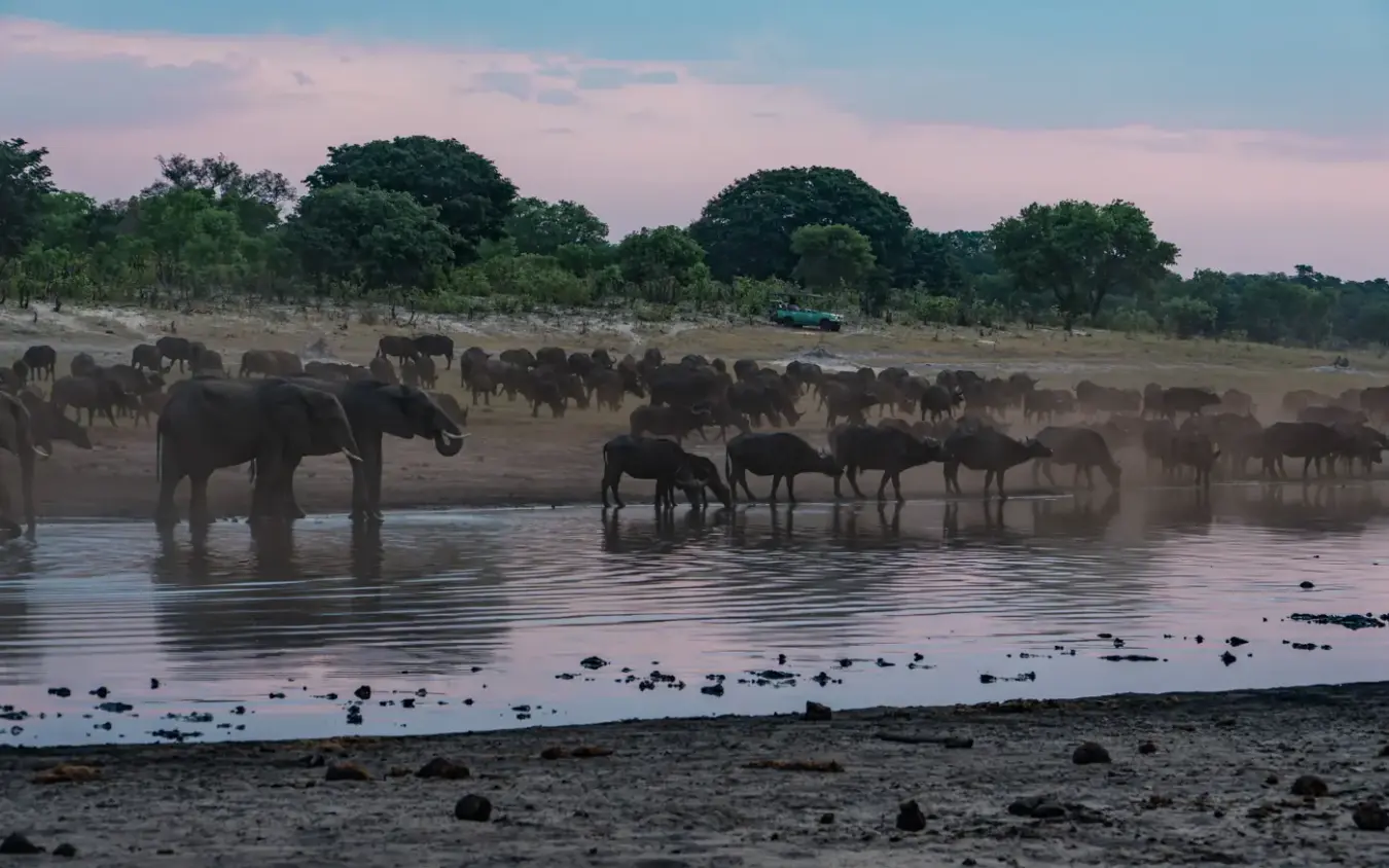 Large elephant herd gathered at riverbank at dusk, dust rising from dry ground, Khulu Bush Camp, Hwange National Park, Zimbabwe