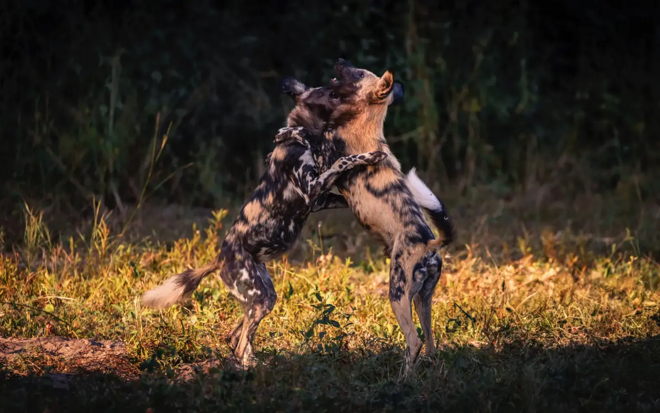 African wild dogs playing and sparring on golden grassland at dusk, Khulu Bush Camp, Hwange National Park, Zimbabwe